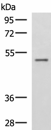 GRWD1 Polyclonal Antibody (E-AB-52637)