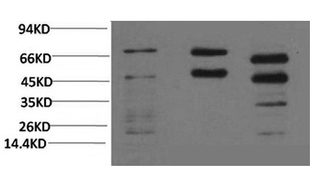 Phosphoserine Monoclonal Antibody (E-AB-21334)