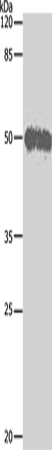 BAG5 Polyclonal Antibody (E-AB-13863)
