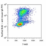 Purified anti-BrdU Antibody (364101)