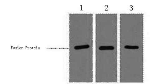 RFP-Tag Monoclonal Antibody (E-AB-20016)