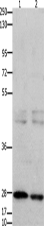 GNRHR Polyclonal Antibody (E-AB-12492)