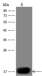 Recombinant DEC-205/LY75 Monoclonal Antibody (AN300306P)