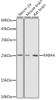 RAB4A Polyclonal Antibody (E-AB-92738)