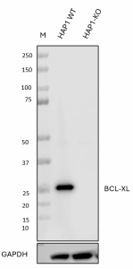 Purified anti-Bcl-XL Antibody (648807)
