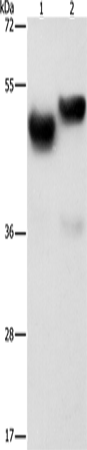 AMZ1 Polyclonal Antibody (E-AB-12989)