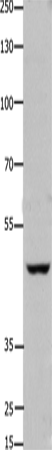 FOXD3 Polyclonal Antibody (E-AB-12423)