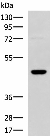 DNAJA4 Polyclonal Antibody (E-AB-19185)