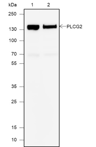 Recombinant PLCG2 Monoclonal Antibody (AN301893L)