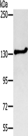 NEMF Polyclonal Antibody (E-AB-13602)