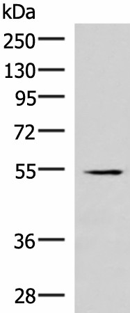 IRX1 Polyclonal Antibody (E-AB-18129)