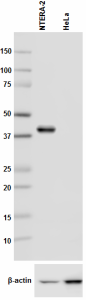 Purified anti-Nanog Antibody (674201)