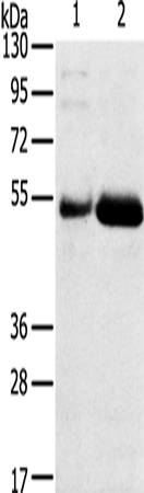 SAMD3 Polyclonal Antibody (E-AB-15376)