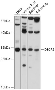 DECR2 Polyclonal Antibody (E-AB-91863)
