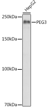 PEG3 Polyclonal Antibody (E-AB-90450)