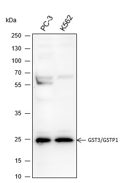 Recombinant GST3/GSTP1 Monoclonal Antibody (AN301543L)