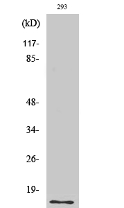 SUMO1 Polyclonal Antibody (E-AB-32998)
