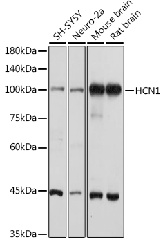 HCN1 Polyclonal Antibody (E-AB-91756)