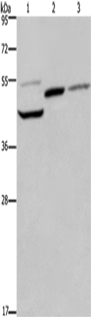 CYR61 Polyclonal Antibody (E-AB-11130)