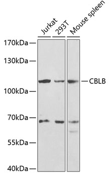 CBLB Polyclonal Antibody (E-AB-68339)