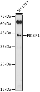 PIK3IP1 Polyclonal Antibody (E-AB-92307)