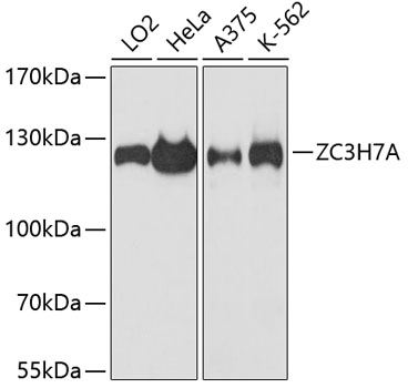ZC3H7A Polyclonal Antibody (E-AB-64495)