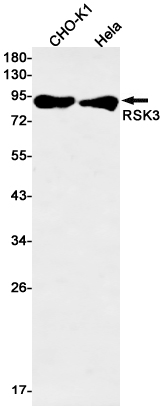 Recombinant RSK3 Monoclonal Antibody (E-AB-81605)