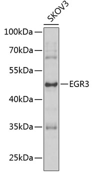 EGR3 Polyclonal Antibody (E-AB-92795)