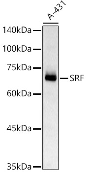 SRF Polyclonal Antibody (E-AB-92799)