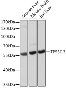 TP53I13 Polyclonal Antibody (E-AB-66626)