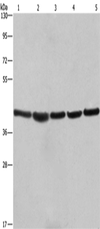 RPSA Polyclonal Antibody (E-AB-14216)