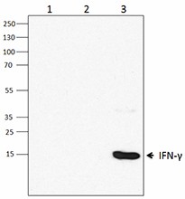 Purified anti-mouse IFN-γ Antibody (513202)