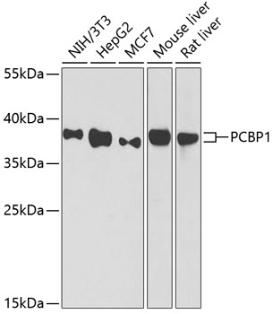 PCBP1 Polyclonal Antibody (E-AB-63397)