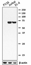 Purified anti-ZAP70 Antibody (691202)