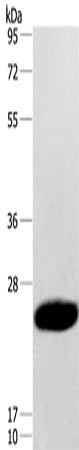 CAV3 Polyclonal Antibody (E-AB-13049)