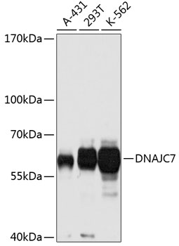 DNAJC7 Polyclonal Antibody (E-AB-63729)