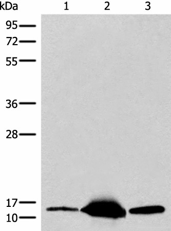 COX6A2 Polyclonal Antibody (E-AB-17847)