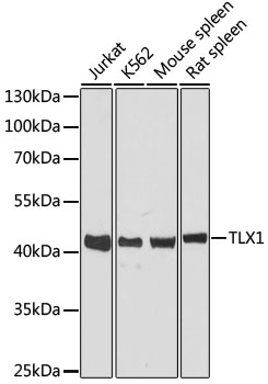TLX1 Polyclonal Antibody (E-AB-64355)