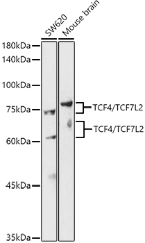 TCF4/TCF7L2 Polyclonal Antibody (E-AB-92318)