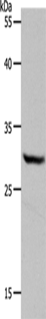 NQO1 Polyclonal Antibody (E-AB-16011)