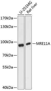 MRE11A Polyclonal Antibody (E-AB-64898)