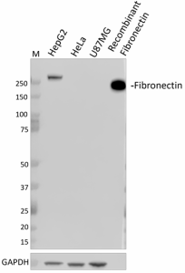 Purified anti-Fibronectin Antibody (648870)