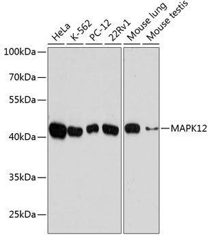 MAPK12 Polyclonal Antibody (E-AB-64428)