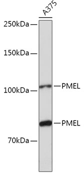 PMEL Polyclonal Antibody (E-AB-92644)