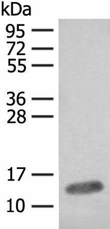 FABP4 Polyclonal Antibody (E-AB-18227)