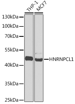 HNRNPCL1 Polyclonal Antibody (E-AB-66651)