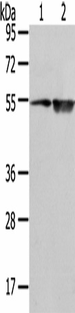 EAAT3 Polyclonal Antibody (E-AB-17312)