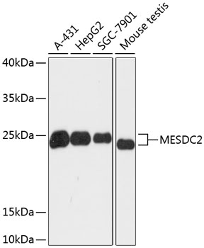 MESDC2 Polyclonal Antibody (E-AB-64868)
