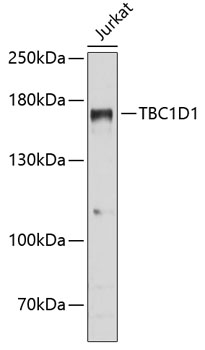 TBC1D1 Polyclonal Antibody (E-AB-68020)
