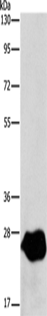 LXN Polyclonal Antibody (E-AB-10437)